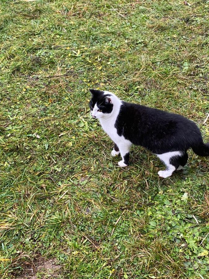 Zinimiri Leilighet Freiensteinau Eksteriør bilde